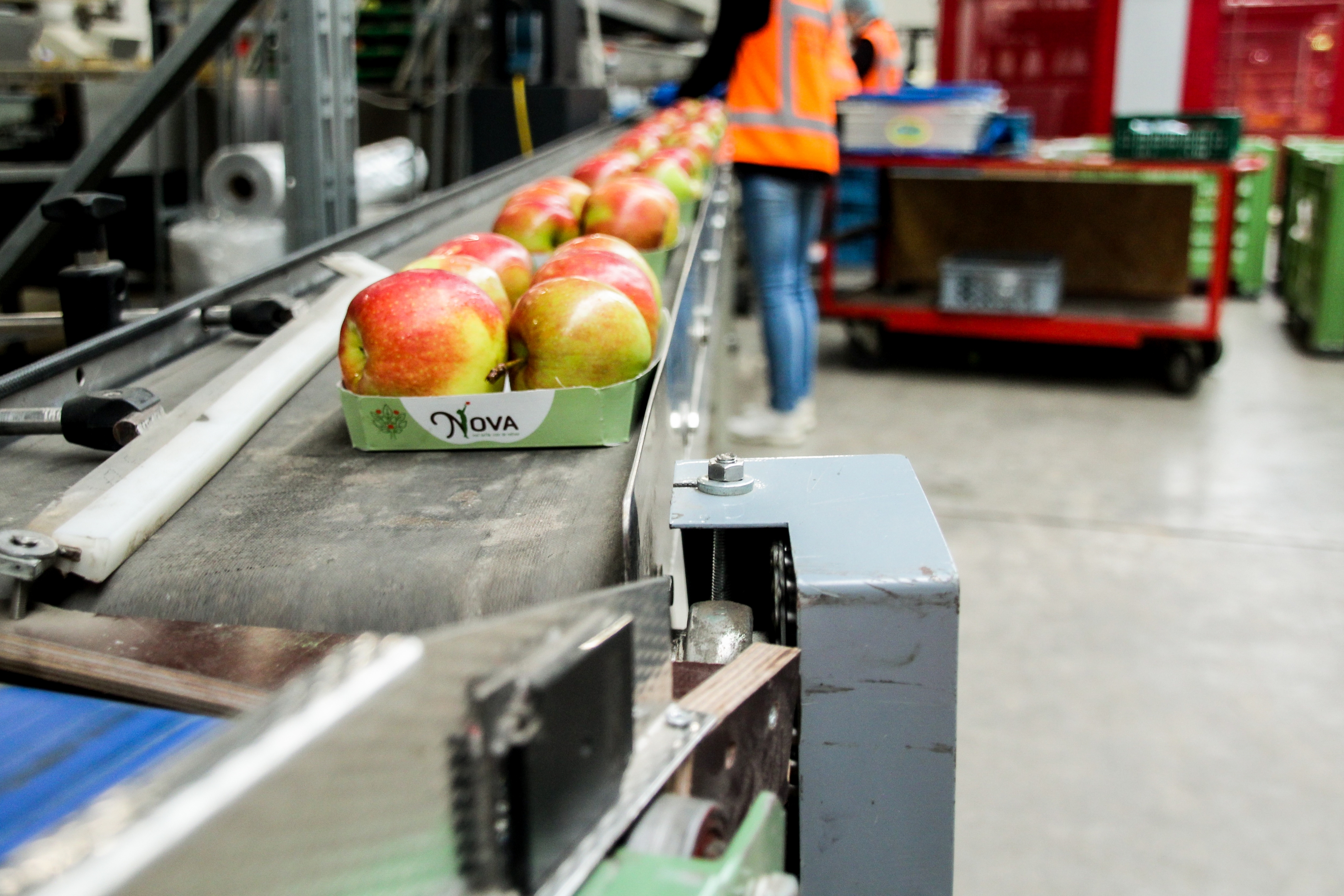 Cardboard trays for fruits and vegetables